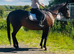 15.2/3hh mare