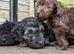 Cockapoo puppies