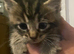 Maine coons