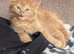 Ginger kitten 9 weeks old