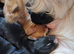 6 stunning working cocker spaniels