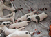 Whippet/blue staffy puppies