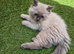 GCCF Registered Ragdoll Kittens