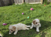 Cavapoochon Puppies
