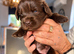 Kc registered Newfoundland puppies