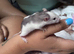 6 week baby rats available