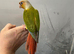 2 hand reared conure parrots £300 each