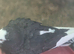 Pigeons for sale