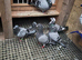 Racing pigeons in Cumbernauld