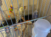 2 budgies plus cage