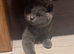 Ready now Blue British Shorthair male GCCF REGISTERED