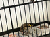 Juvenile (greyplates)