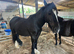 4 year old gelding