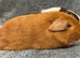 Guinea Pigs - Bonded baby boys ready to go