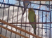 exbcision baby budgie for sale ready to hand tame   father is a show bird very fit bird will grow in to a beautiful bird ️