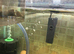 Breeding Adult XXL Corydoras Colony&rsquo;s for sale. All proven breeders!
