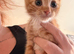 Kittens ready now