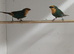 DNA pair sea green parrot finches for sale