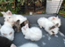 Lionheads bunnies