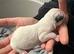 Pupp