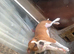 Looking to rehome my to sisters together only