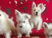 Adorable puppies ready to go