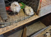 White pheasant chicks for sale
