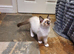 Beautiful GCCF Registered Ragdoll Kittens.