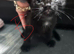 4 black kittens