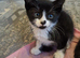 Kittens ip3 (mum is half maine coon)