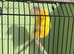 Proven Lancashire canary hen