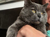 British Shorthair kittens