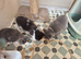 2 beautiful bsh kittens