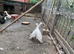 Runner ducks for sale.....................pure white...