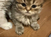 Persian chinchilla pure x4 kittens x2 male x2 female