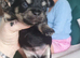 Shichi puppies