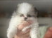 5* K C Registered Pomeranians puppies