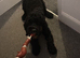 2 year old black labradoodle