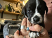 Litter of 9 Staffy Labrador puppies