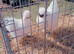 Silkie chicks