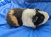 Pure bred Teddy guinea pig boars