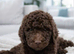 Stunning standard poodle puppies looking loving homes