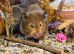 11month old female syrian hamster