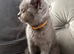 British short haired female kitten READY NOW