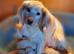Beautiful boy cockapoo puppy