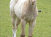 Champagne American Paint Filly