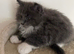 Mainecoon kittens - TICA Registered