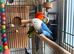 Stunning opaline breeding pair of lovebirds
