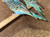 Baby Budgies