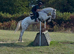 16.2hh 5 year old all rounder/project!